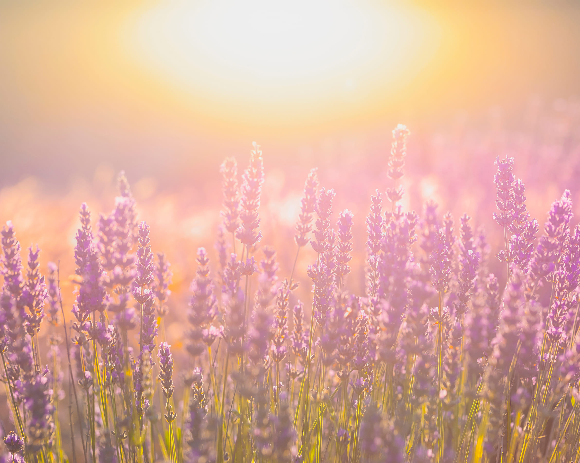 言葉で心を整え、足圧で身体を整える。講演・足圧・指導員育成